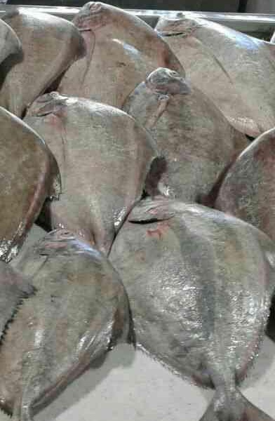 ماهی حلوا سیاه