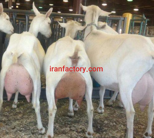 نیازمندشریک سرمایه گذار در زمینه دام و فراورده های دامی در قزوین