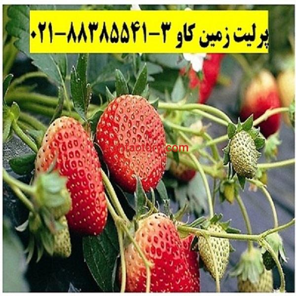 پرلیت در پرورش توت فرنگی Perlite