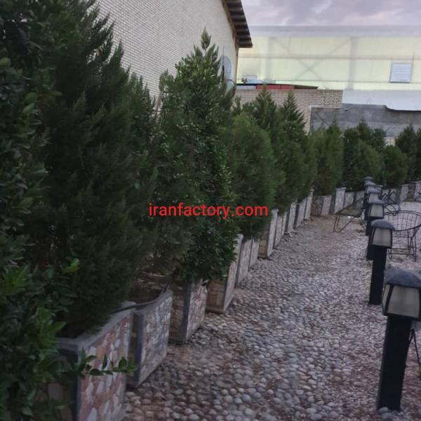 فروش درخت سرو