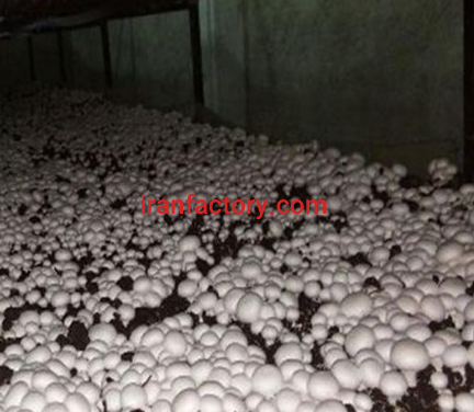 معاوضه و فروش کارگاه  تولید قارچ در بندرعباس