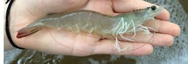 پخش عمده میگو خشک صید روز