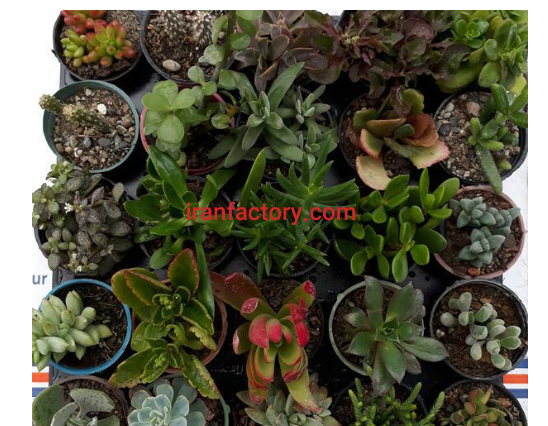 تولید و فروش کاکتوس در دزفول