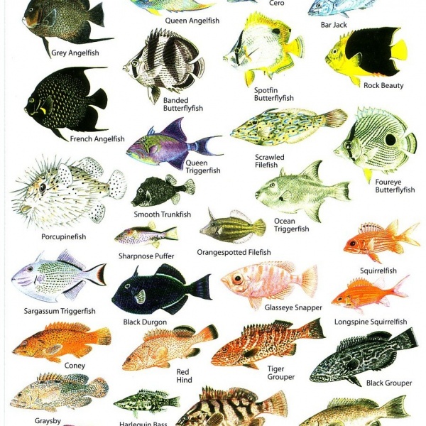 فروش ماهی سنگسر سفید صید روز