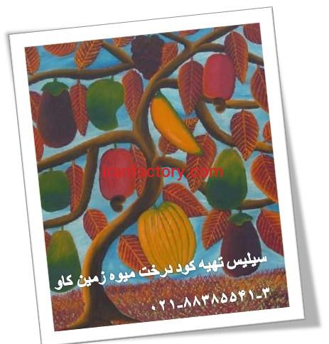 مزیت های استفاده از سیلیس درخت میوه زمین کاوsilica