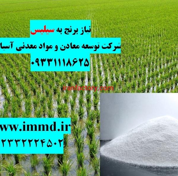 نیاز برنج به سیلیس