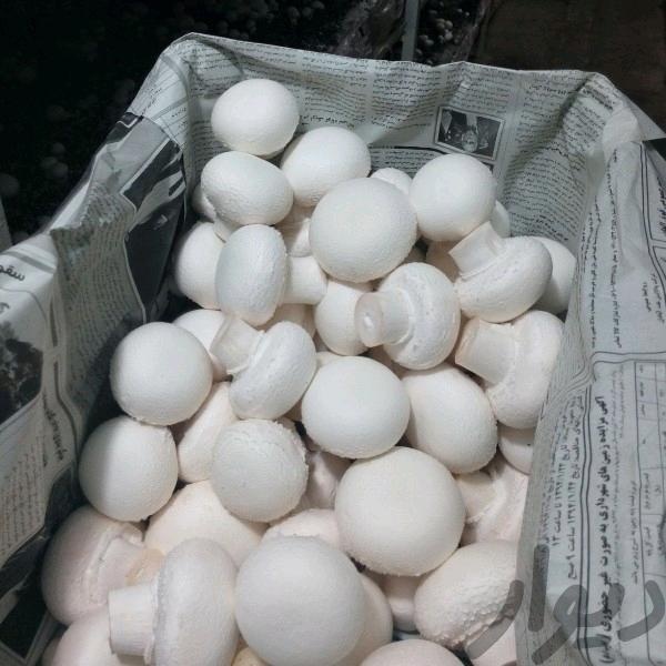 فروش کارخانه قارچ خوراکی در بوشهر