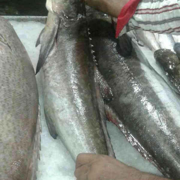 ماهی سکلا(سکن)