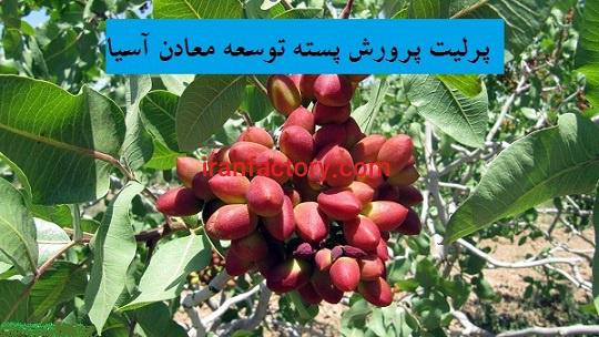 پرورش کشت نهال پسته