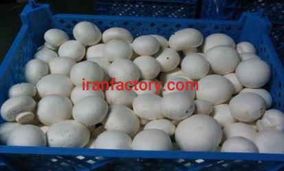 فروش کارخانه قارچ 20 هزار متری در آبیک