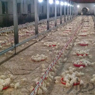 فروش مرغداری گوشتی در تاکستان-قزوین