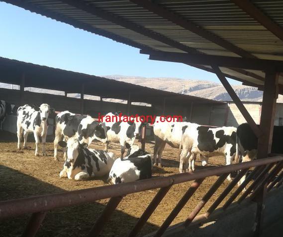 فروش گاوداری در شیراز