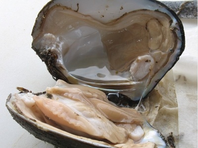 پخش صدف سخره ای صید روز