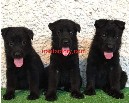 نیاز به مکان جهت پانسیون نگهدارى سگ در کرج