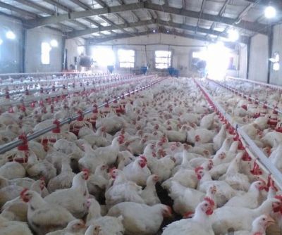 فروش مرغداری - با ظرفیت 14000 گوشتی نرسیده به اراک