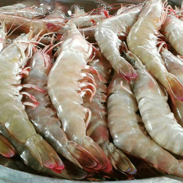 شاه میگو صادراتی