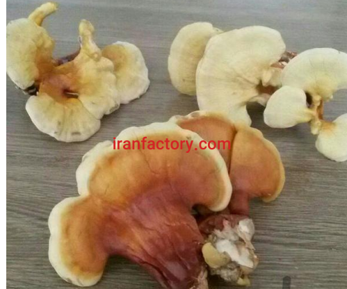 تولید قارچ در گیلن