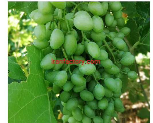 تولید غوره با کیفیت وکاملا طبیعی