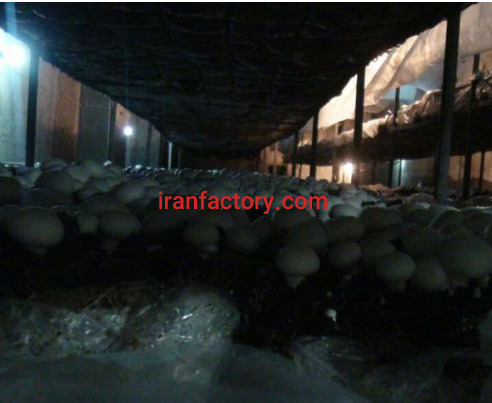 فروش 5000 متر باغ تولید قارچ یا معاوضه در ارومیه