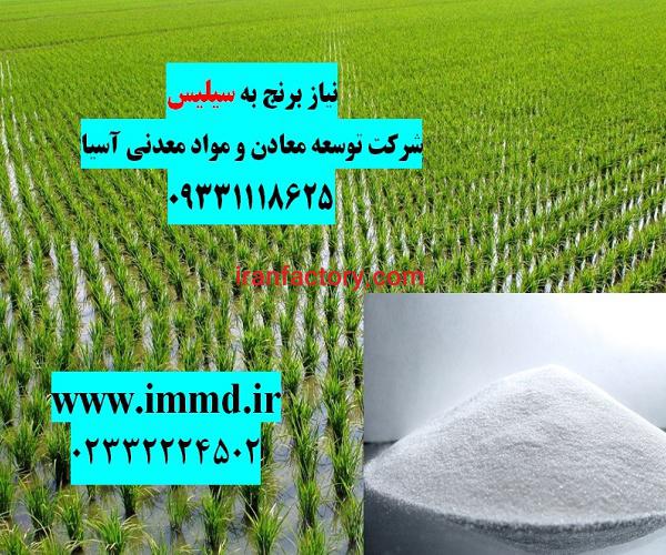 سیلیس برای کشت برنج