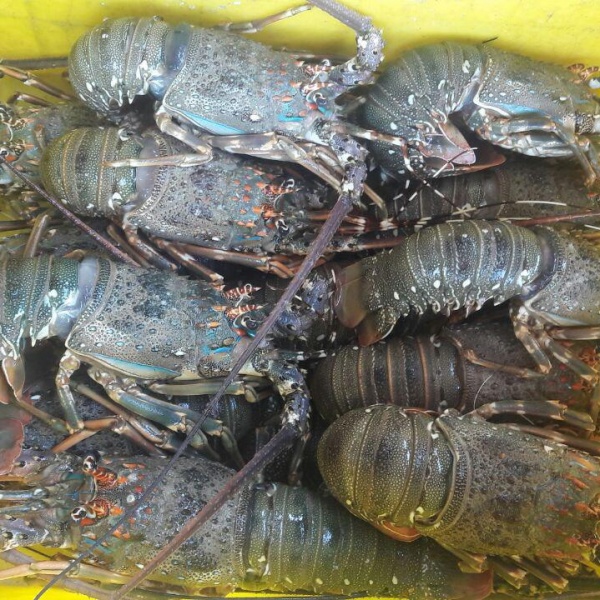 لابستر شاخکدار