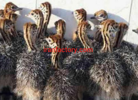 معاوضه یا فروش  40000 متر  مزرعه پرورش شترمرغ جاده تهران ساوه