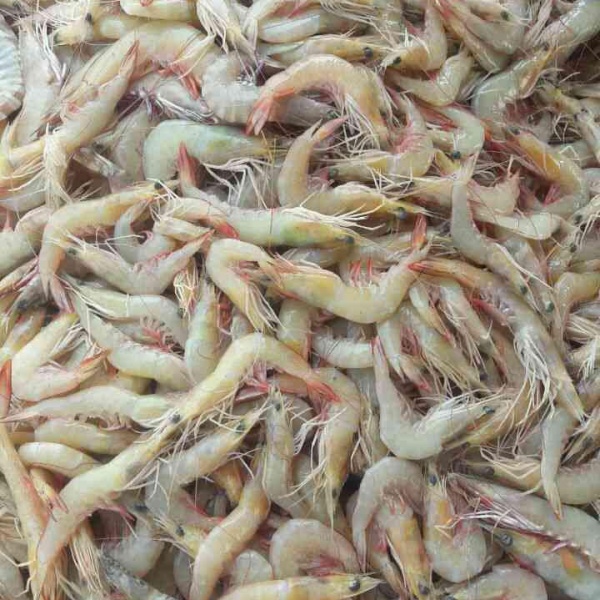 فروش عمده میگو