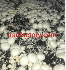 فروش 307 متر کارگاه تولید قارچ در اصفهان