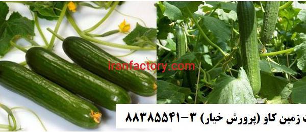 پرلیت و تاثیر آن بر پرورش خیار گلخانه ای Perlite