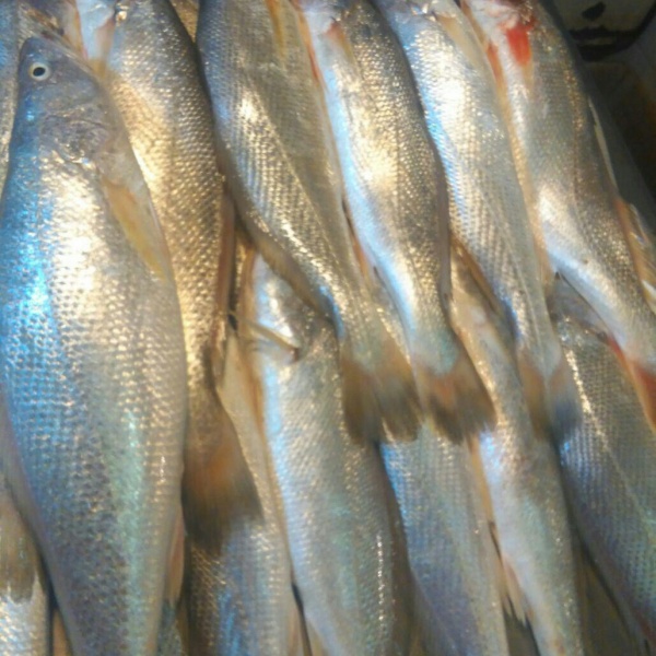 فروش ماهی شوریده