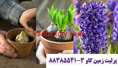 پرلیت و کاشت و پرورش پیاز سنبل perlite