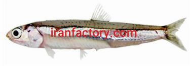 ماهی متو و ساردین خشک  و پودر ماهی
