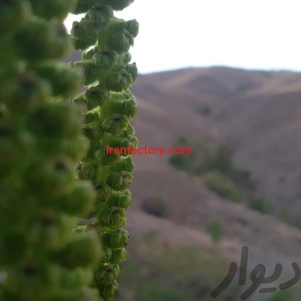 فروش زمین کشاورزی در سامان