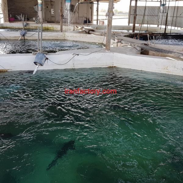 فروش پرورش ماهی در آمل