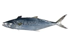 ماهی قباد اصل