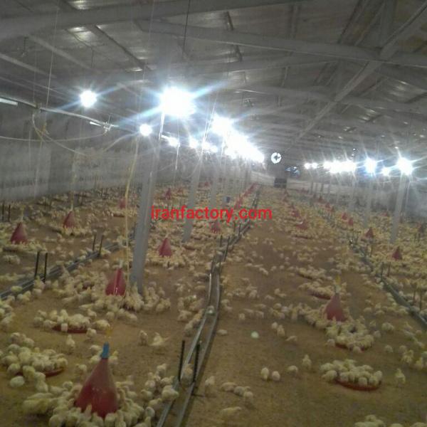 اجاره مرغداری مادر در خلخال