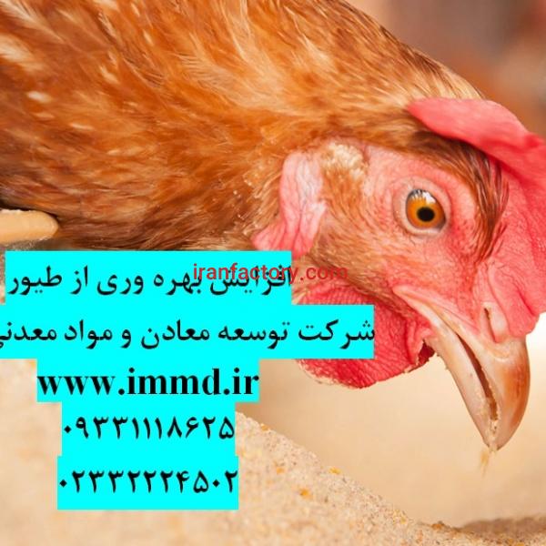 افزایش بهره وری از طیور