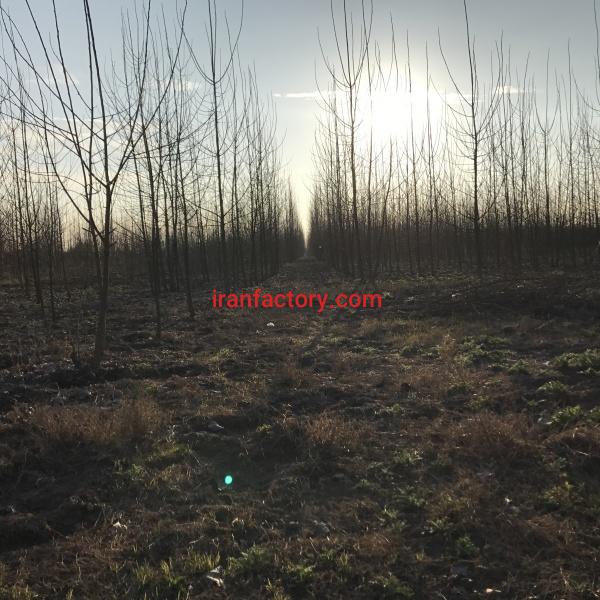 زمین باغ ٨ هکتاری بندرانزلی