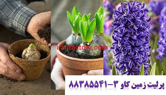 پرلیت و کاشت و پرورش پیاز سنبل perlite