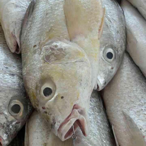 ماهی سنگسر طلائی