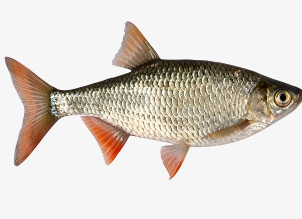 پخش ماهی حلواسیاه صید روز