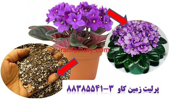پرلیت و پرورش بنفشه آفریقایی perlite