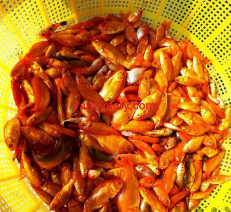 تولید و فروش ماهی کوی وقرمز در قزوین