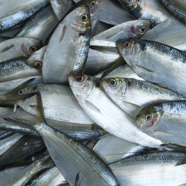 پخش عمده ماهی صید روز