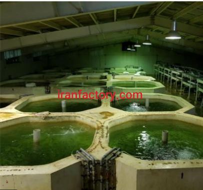 فروش 2400 متر پرورش ماهی در طالقان