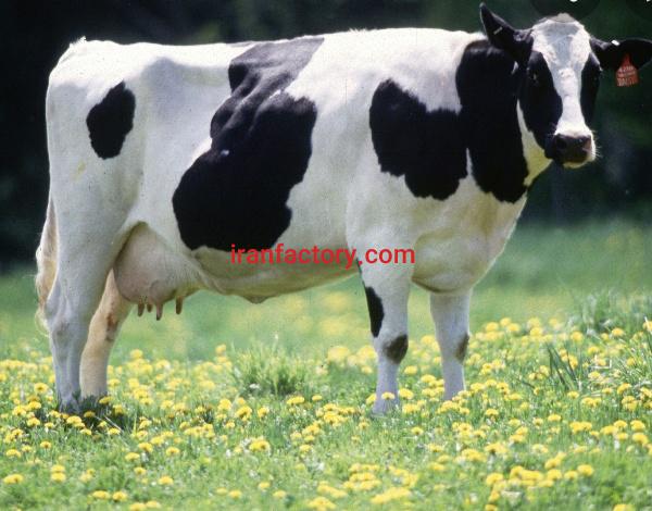 فروش زمین گاوداری در داران