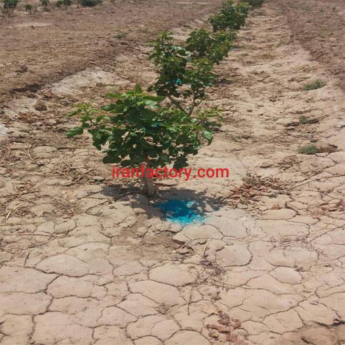 فروش باغ پسته در گرمسار