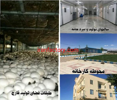 9000 متر کارخانه قارچ فروشی در قزوین