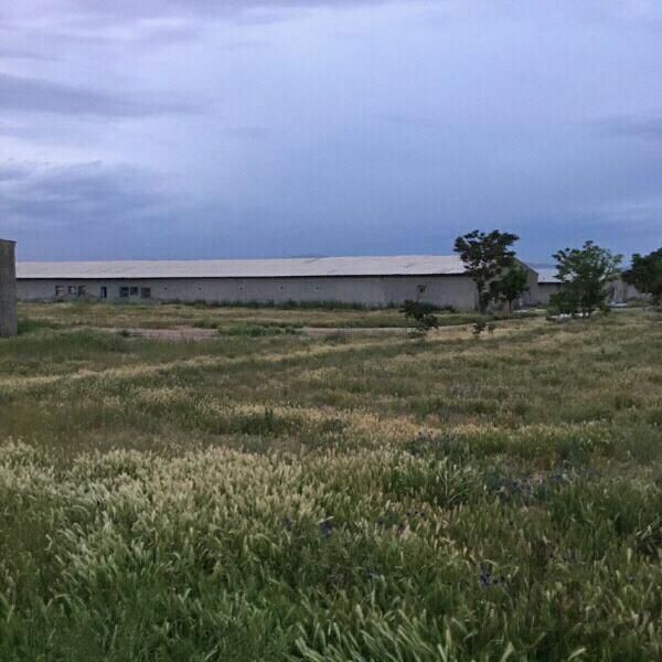 فروش مرغداری 40 هزار قطعه ای تاکستان