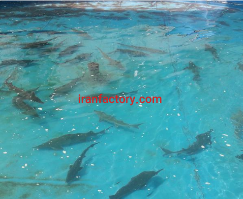 فروش 15670 مترباغ کیوی و پرورش ماهی در رودسر